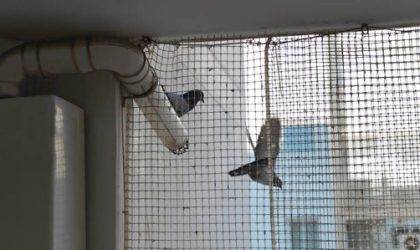 Choosing the Right Bird Netting: A Comprehensive Guide