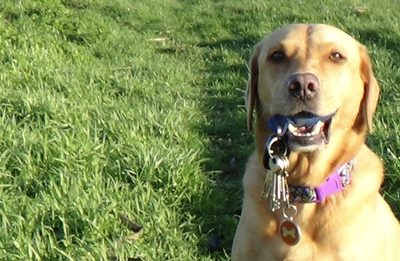 Unlocking Hidden Benefits: Teaching Your Dog to Find Your Car Keys