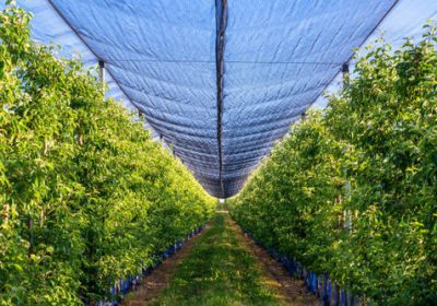 Top Benefits of Using Bird Netting in Agriculture and Horticulture