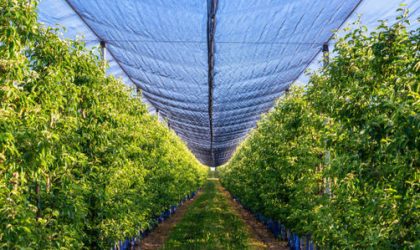 Top Benefits of Using Bird Netting in Agriculture and Horticulture