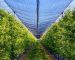 Top Benefits of Using Bird Netting in Agriculture and Horticulture