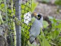 The Environmental Impact of Bird Netting: Balancing Wildlife Protection and Human Needs