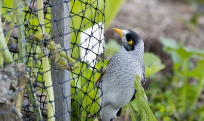 The Environmental Impact of Bird Netting: Balancing Wildlife Protection and Human Needs