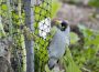 The Environmental Impact of Bird Netting: Balancing Wildlife Protection and Human Needs