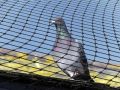 The Legal Aspects of Bird Netting in Australia: Regulations and Best Practices