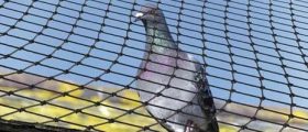 The Legal Aspects of Bird Netting in Australia: Regulations and Best Practices