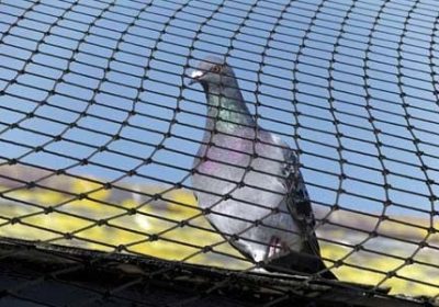 The Legal Aspects of Bird Netting in Australia: Regulations and Best Practices