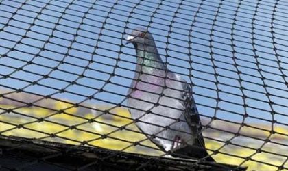 The Legal Aspects of Bird Netting in Australia: Regulations and Best Practices