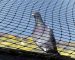 The Legal Aspects of Bird Netting in Australia: Regulations and Best Practices