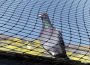 The Legal Aspects of Bird Netting in Australia: Regulations and Best Practices