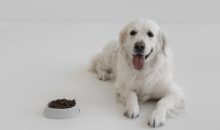 The Dog Podcast Uncovers Startling Truths About What We Feed Our Dogs [Press Release]