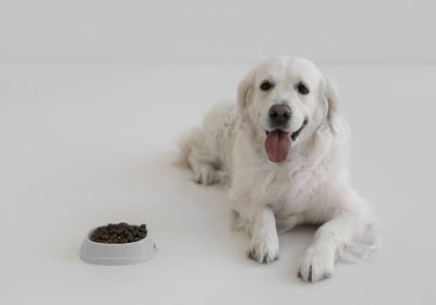 The Dog Podcast Uncovers Startling Truths About What We Feed Our Dogs [Press Release]