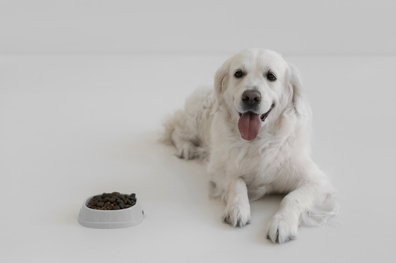 The Dog Podcast Uncovers Startling Truths About What We Feed Our Dogs [Press Release]