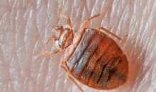 Pest Problems in New Zealand Homes: Complete Reference Guide