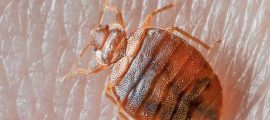 Pest Problems in New Zealand Homes: Complete Reference Guide