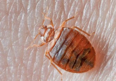 Pest Problems in New Zealand Homes: Complete Reference Guide