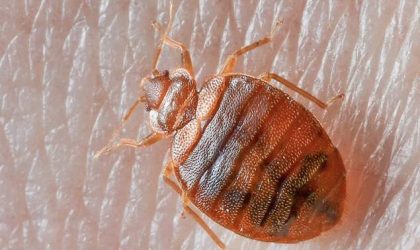Pest Problems in New Zealand Homes: Complete Reference Guide