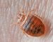 Pest Problems in New Zealand Homes: Complete Reference Guide